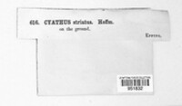 Cyathus striatus image